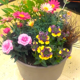 ※昨年の春の寄せ植え