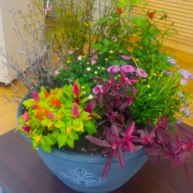 ※以前の寄せ植え