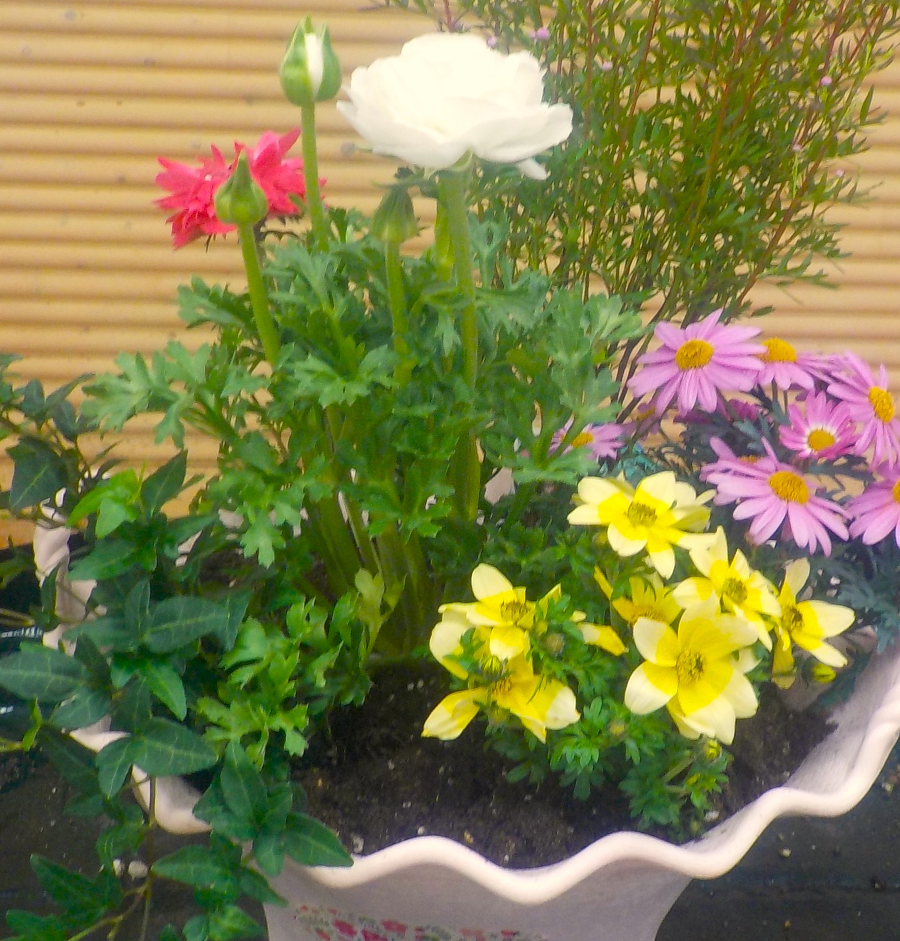 ※昨年の寄せ植え