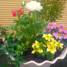 ※昨年の寄せ植え