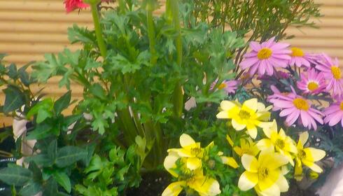 ※昨年の寄せ植え